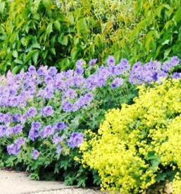 Urejanje vrtov Ljubljana, okolica, Osrednja Slovenija