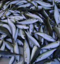 Verkauf und lieferung von frischem fisch in slowenien