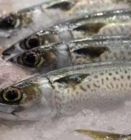 Verkauf und lieferung von frischem fisch in slowenien