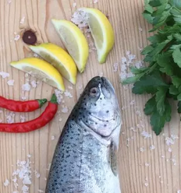 Verkauf und lieferung von frischem fisch in slowenien