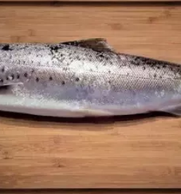 Verkauf und lieferung von frischem fisch in slowenien