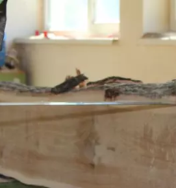 Verkauf von eichenschnittholz in slowenien