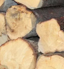 Verkauf von eichenschnittholz in slowenien