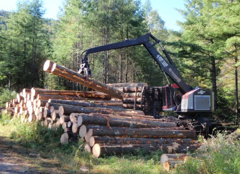 Verkauf von Holz Slowenien