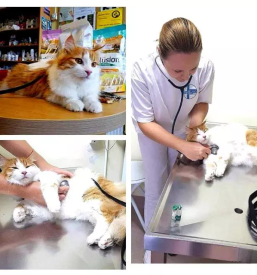 Veterina in trgovina Novo mesto