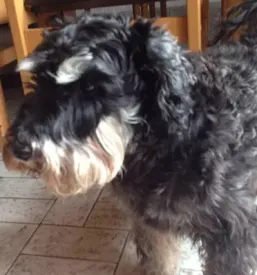 Veterinar maribor