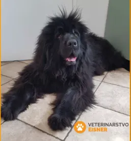 Veterinar maribor