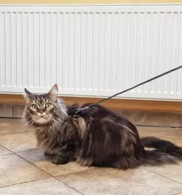 Veterinar maribor