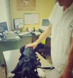 Veterinar maribor