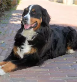 Dežurna veterina Goriška