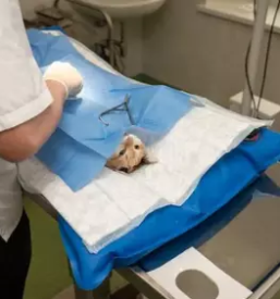 Dober veterinar Kras