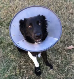 Dežuren veterinar na Goriškem