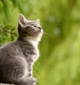 Veterinar na terenu Goriška