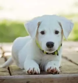 Veterinarska oskrba na terenu Goriška