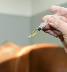 veterinarska ambulanta Slovenska Bistrica