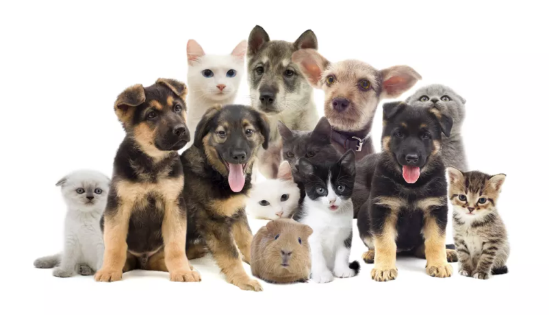 Veterinar za male živali Ljutomer