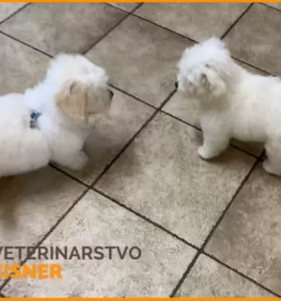 Veterinarska ambulanta maribor