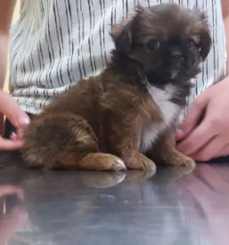 Veterinarska ambulanta maribor