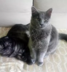 Veterinarska ambulanta maribor