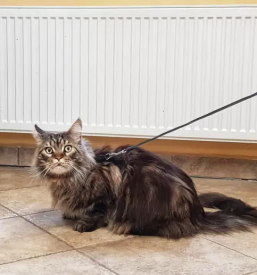 Veterinarska ambulanta maribor