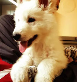 Veterinarska ambulanta maribor