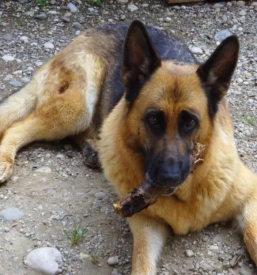 Veterinarska ambulanta maribor