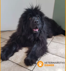 Veterinarska ambulanta maribor