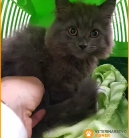 Veterinarska ambulanta maribor