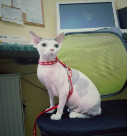 Veterinarska ambulanta maribor