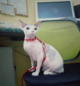 Veterinarska ambulanta maribor