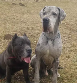 Veterinarska ambulanta maribor