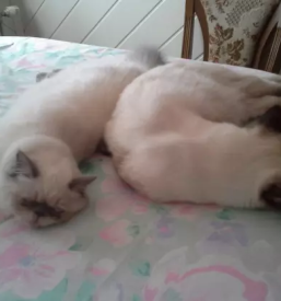 Veterinarska ambulanta maribor