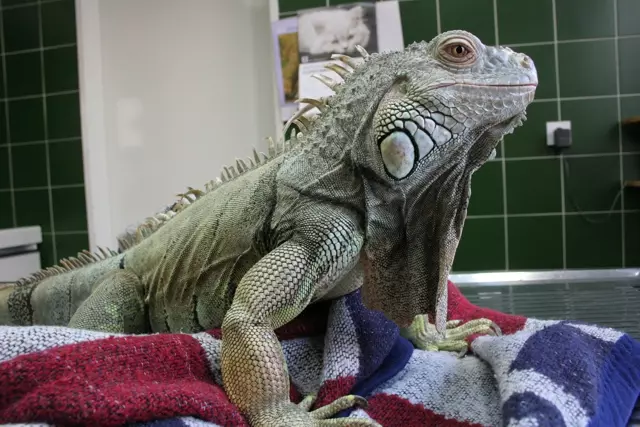 Veterinarska ambulanta Postojna