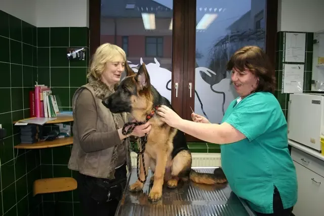 Ugodna veterinarska ambulanta Postojna