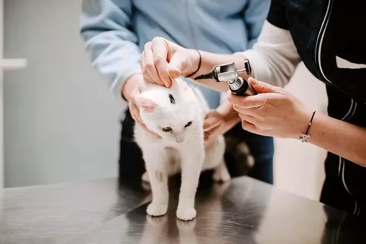 Veterinarska ambulanta za velike živali Osrednja Slovenija