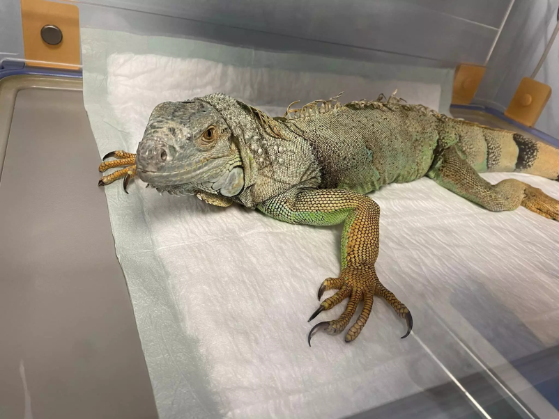 Veterinarska ambulanta za male živali Slovenija