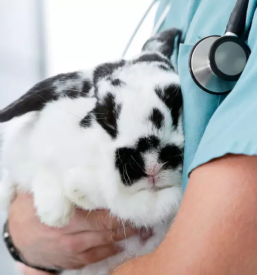 Najboljši veterinar Postojna, okolica