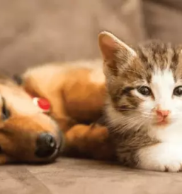 Veterinarska pomoč Postojna