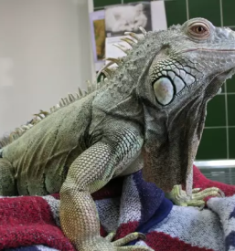 Kvalitetna veterinarska ambulanta Postojna