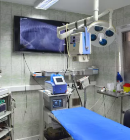 Dober veterinar Murska Sobota