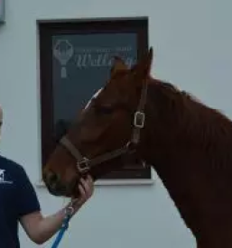 Cepljenje malih živali Murska Sobota