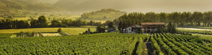 Vinograd in kmetija Goriška