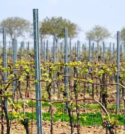 Vinogradniska kmetija kras primorska