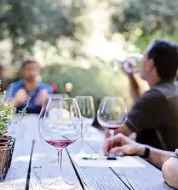 Vinogradniska kmetija kras primorska