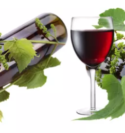 Vinogradniska kmetija kras primorska