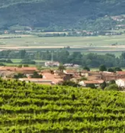 Vinogradniska kmetija vipava vipavska dolina