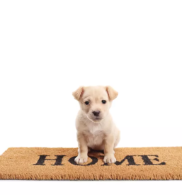 Visokokvalitetni vhodni predprazniki slovenija