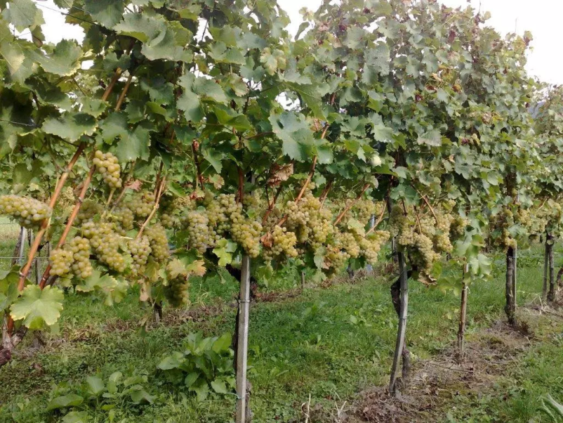 Vrhunska bela vina Štajerska