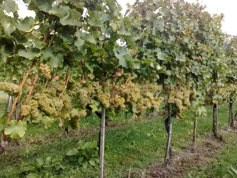 Vrhunska bela vina Štajerska