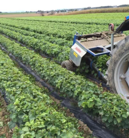 Dobra bela vina Maribor, Štajerska
